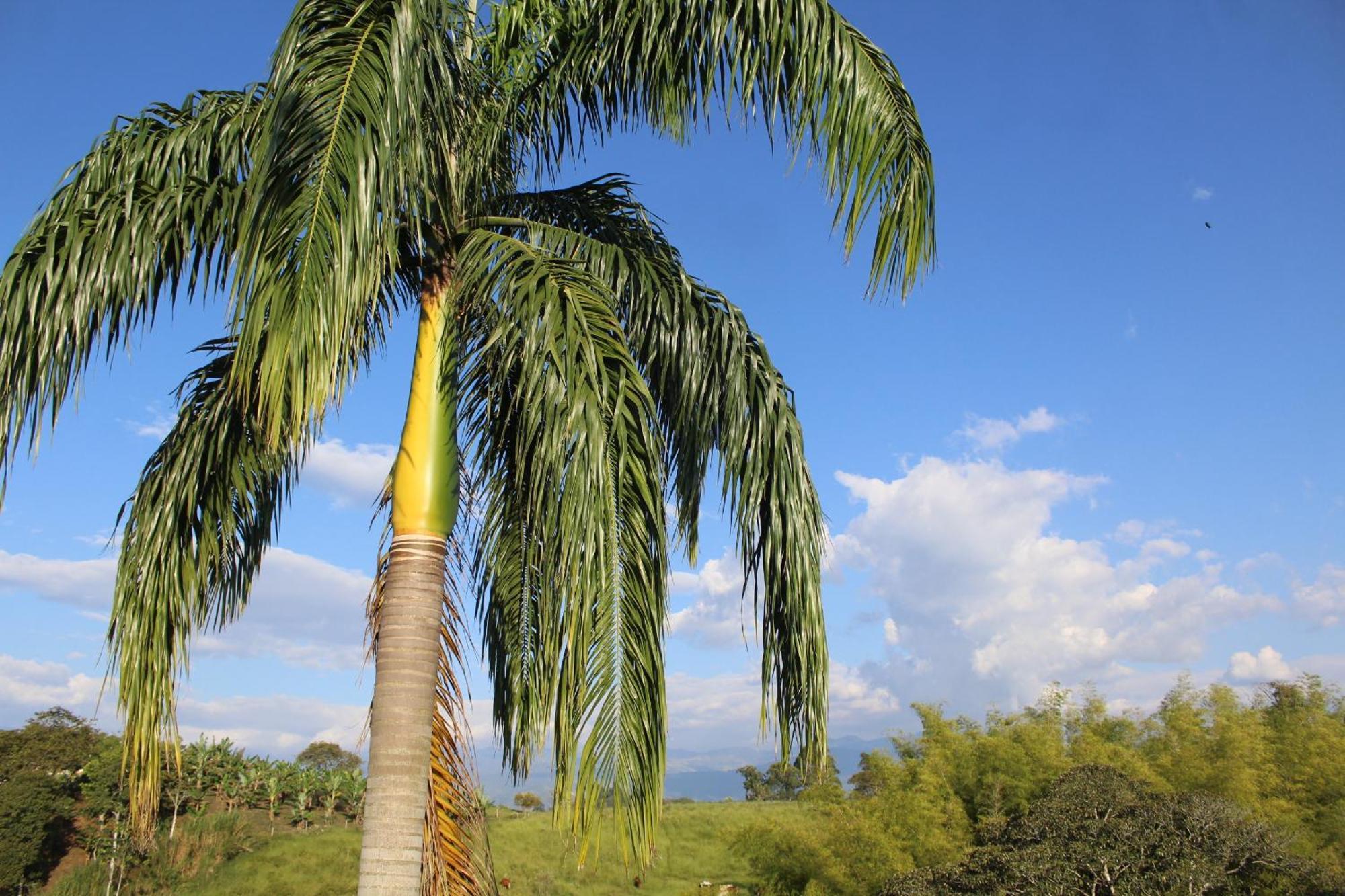 Rancho Ventura Villa Filandia Buitenkant foto